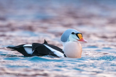 King Eider - Koningseider - Somateria spectabilis