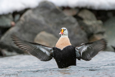 King Eider - Koningseider - Somateria spectabilis