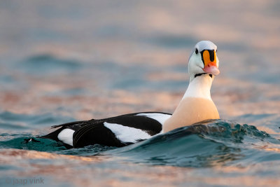 King Eider - Koningseider - Somateria spectabilis