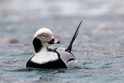 Long-tailed Duck - IJseend - Clangula hyemalis