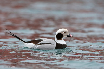 Long-tailed Duck - IJseend - Clangula hyemalis