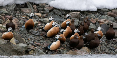 Steller's Eider - Stellers Eider - Polysticta stelleri