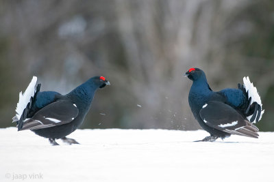 Black Grouse - Korhoen - Lyrurus tetrix