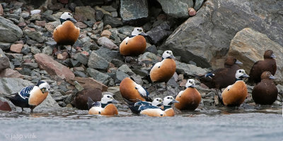 Steller's Eider - Stellers Eider - Polysticta stelleri