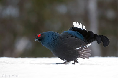 Black Grouse - Korhoen - Lyrurus tetrix