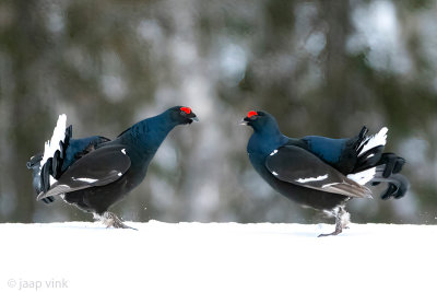 Black Grouse - Korhoen - Lyrurus tetrix