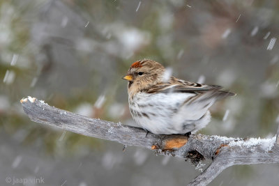 Common Redpoll - Grote Barmsijs -Acanthis flammea