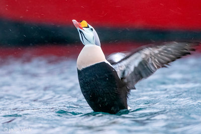 King Eider - Koningseider - Somateria spectabilis