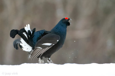 Black Grouse - Korhoen - Lyrurus tetrix