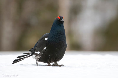 Black Grouse - Korhoen - Lyrurus tetrix