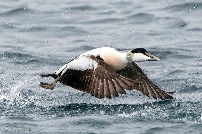 Common Eider - Eider - Somateria mollissima