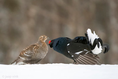 Black Grouse - Korhoen - Lyrurus tetrix