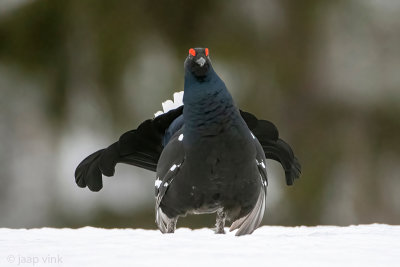 Black Grouse - Korhoen - Lyrurus tetrix