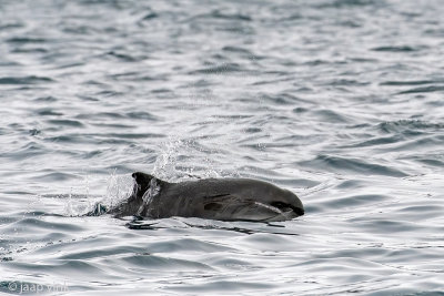 Harbour Porpoise - Bruinvis - Phocoena phocoena