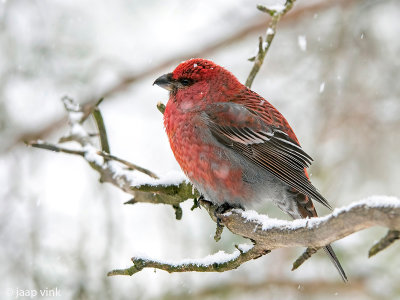 Pine Grosbeak - Haakbek - Pinicola enucleator