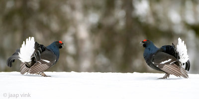 Black Grouse - Korhoen - Lyrurus tetrix