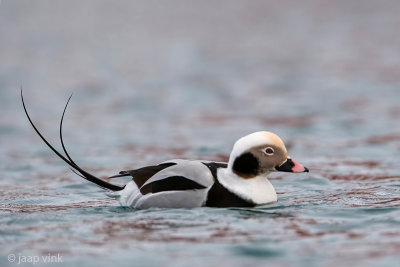 Long-tailed Duck - IJseend - Clangula hyemalis