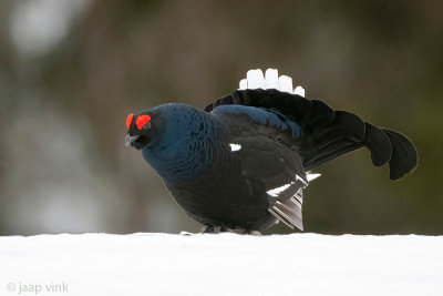 Black Grouse - Korhoen - Lyrurus tetrix