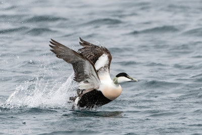 Common Eider - Eider - Somateria mollissima