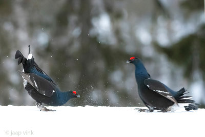 Black Grouse - Korhoen - Lyrurus tetrix