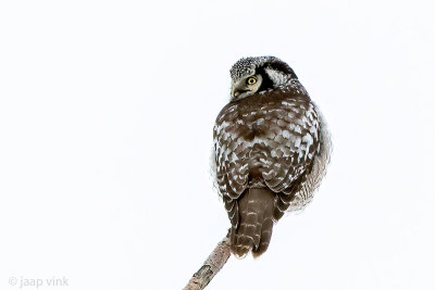 Northern Hawk-Owl - Sperweruil - Surnia ulula