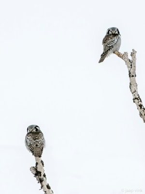 Northern Hawk-Owl - Sperweruil - Surnia ulula