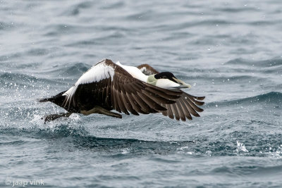 Common Eider - Eider - Somateria mollissima