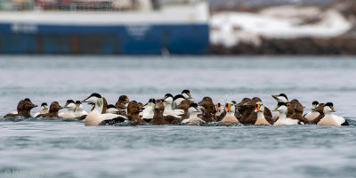 Mixed group Common and King Eiders - Gemengde groep Eiders en Koningseiders