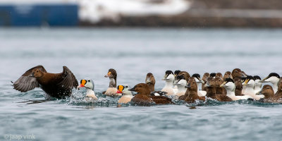 Mixed group Common and King Eiders - Gemengde groep Eiders en Koningseiders