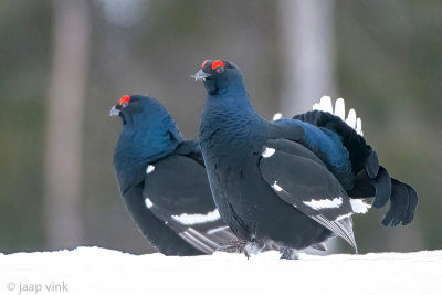 Black Grouse - Korhoen - Lyrurus tetrix