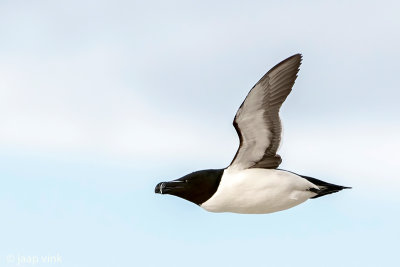 Razorbill - Alk - Alca torda