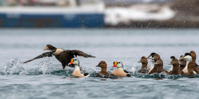 Mixed group Common and King Eiders - Gemengde groep Eiders en Koningseiders