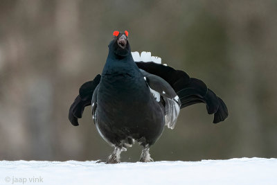 Black Grouse - Korhoen - Lyrurus tetrix