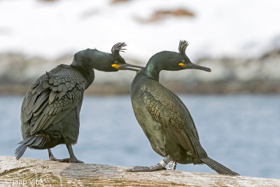 European Shag - Kuifaalscholver - Phalacrocorax aristotelis
