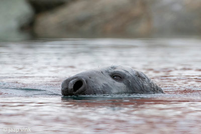 Grey Seal - Grijze Zeehond -Halichoerus grypus