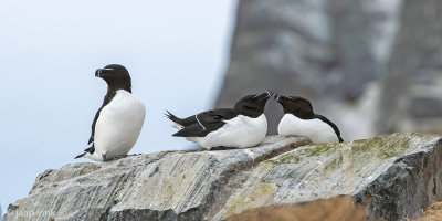 Razorbill - Alk - Alca torda