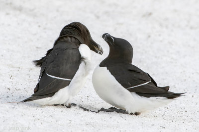 Razorbill - Alk - Alca torda