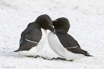 Razorbill - Alk - Alca torda