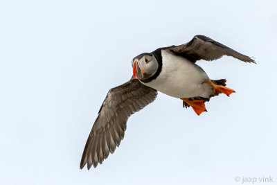 Atlantic Puffin - Papegaaiduiker - Fratercula arctica