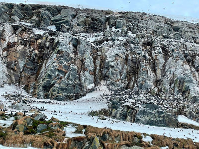 Hornya -Seabird colony - Zeevogelkolonie