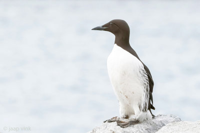 Common Guillemot - Zeekoet - Uria aalge