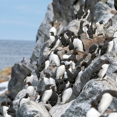 Hornya -Seabird colony - Zeevogelkolonie