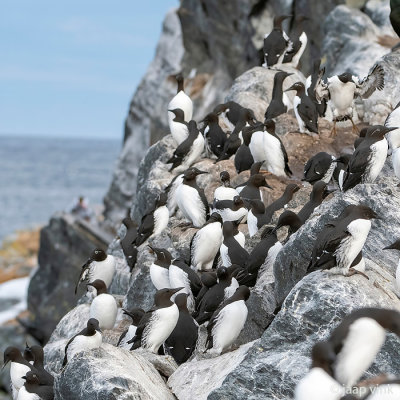 Hornøya -Seabird colony - Zeevogelkolonie