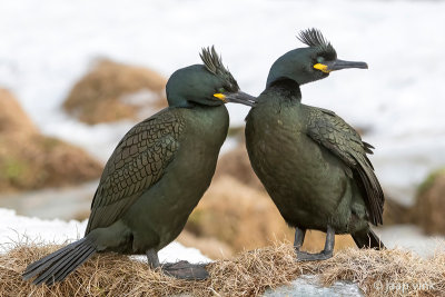 European Shag - Kuifaalscholver - Phalacrocorax aristotelis