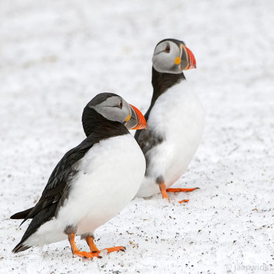 Atlantic Puffin - Papegaaiduiker - Fratercula arctica