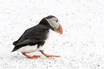 Atlantic Puffin - Papegaaiduiker - Fratercula arctica