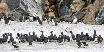 Hornya -Seabird colony - Zeevogelkolonie