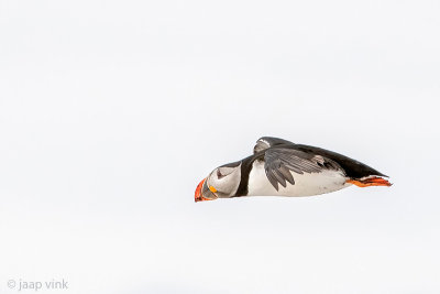 Atlantic Puffin - Papegaaiduiker - Fratercula arctica