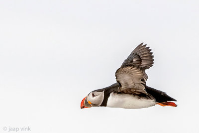 Atlantic Puffin - Papegaaiduiker - Fratercula arctica