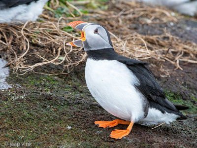 Atlantic Puffin - Papegaaiduiker - Fratercula arctica